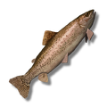 Rainbow Trout
