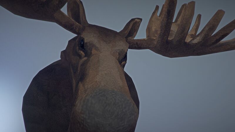 File:Moose up close.jpg