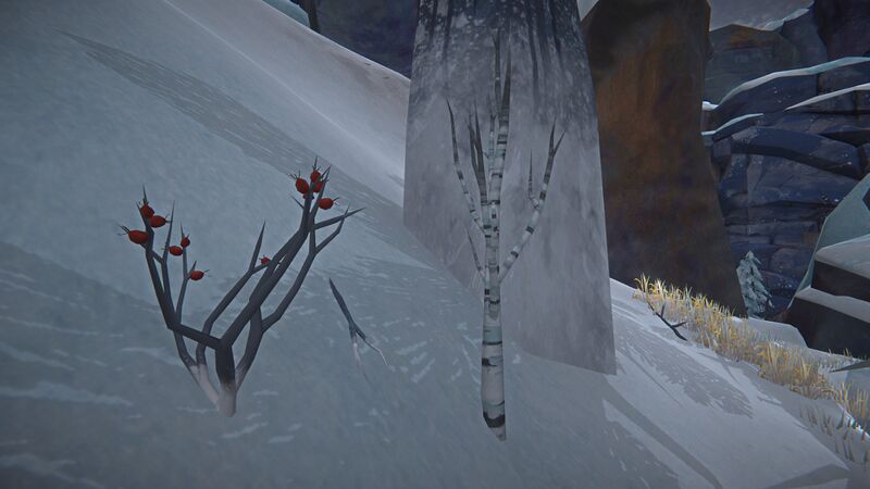 File:Birch Sapling.jpg