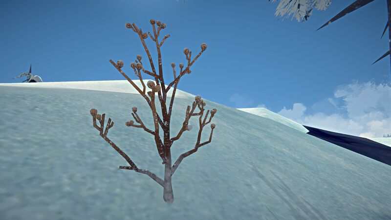 File:Burdock Plant.jpg