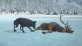 Wolf feeding on a Deer