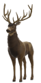 Deer (Stag)