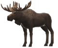 Moose