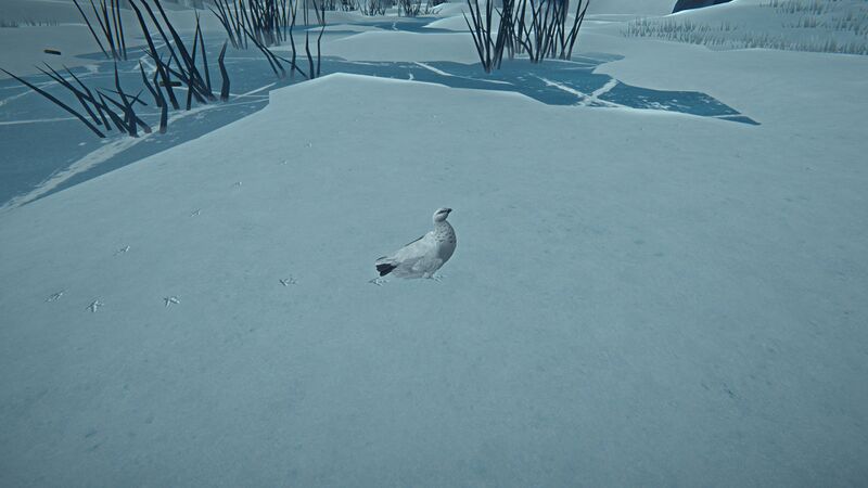 File:Ptarmigan Up Close.jpg