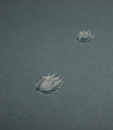 Bear Footprints