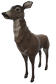 Deer (Doe)