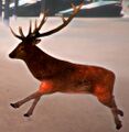 v.113 deer running
