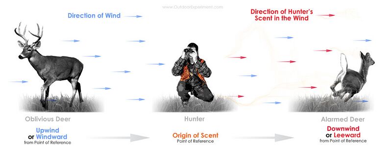 File:Scent Upwind-Downwind.jpg