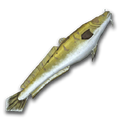 Burbot