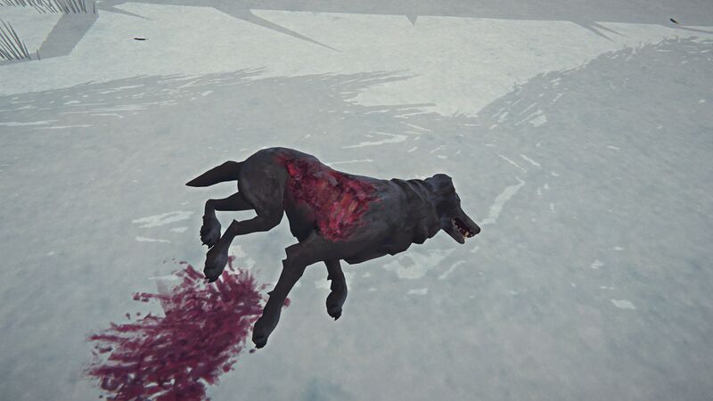 File:Wolf Carcass Harvested.jpg