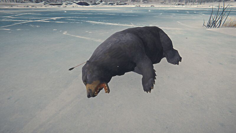 File:Bear Carcass.jpg