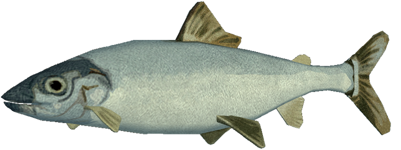 File:Lake whitefish (raw).png