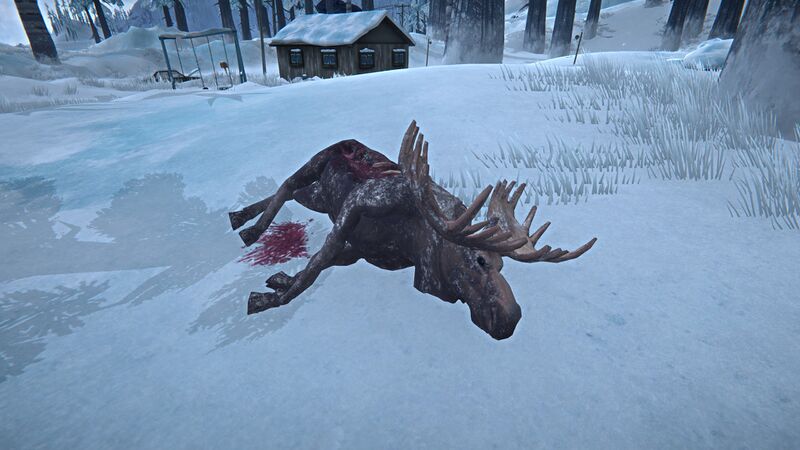 File:Moose Carcass Frozen.jpg