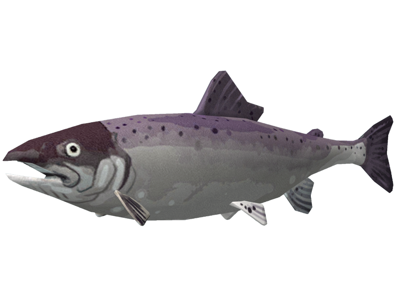 File:Coho salmon.png
