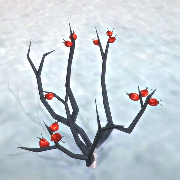 File:Rose hip bush.jpg