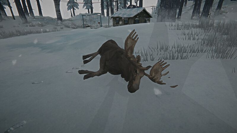 File:Moose Carcass.jpg