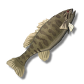 Smallmouth Bass