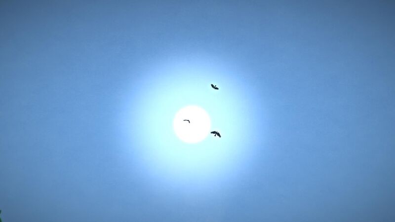 File:Crows against the sun.jpg