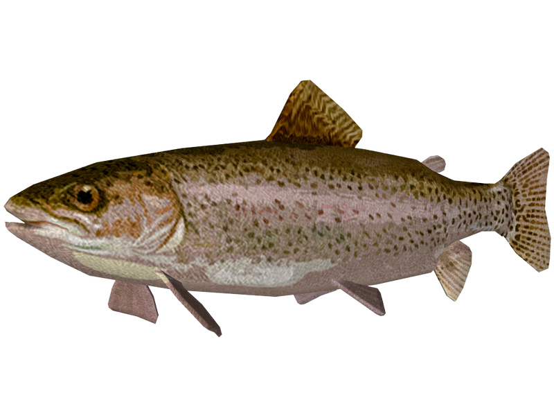 File:Rainbow trout.png