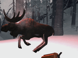 A running moose