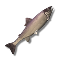 Coho Salmon