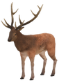 Old deer model (v.113)
